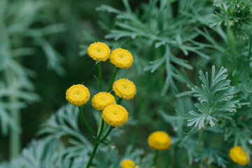yellow flowers in meadow