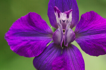 close up of purple iris