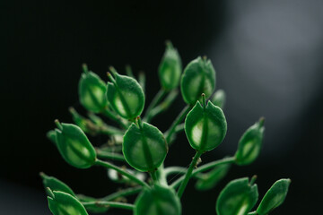 close up of a plant