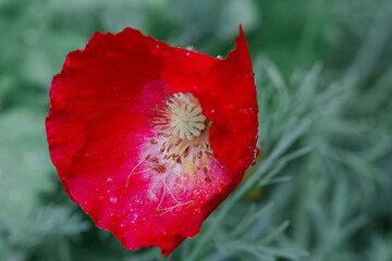 red poppy in a meadow
