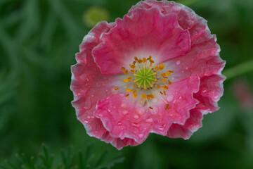 pink poppy flower