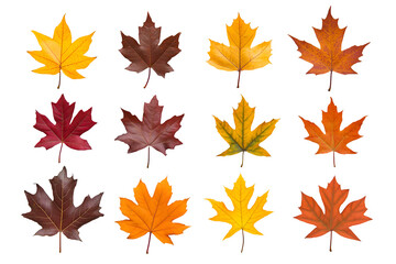 Obraz premium Set of fallen autumn leaves isolated on white background, cut out transparent.