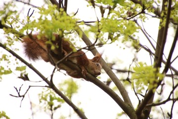 Fototapeta premium a cute squirrel is lying on a branch at a height and smiling