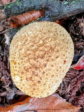 Vertical close up of pigskin puffball poisonous fungus or mushroom