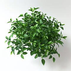 Obraz premium Lifelike Shrub with Dark Green Leaves and Subtle Shadows