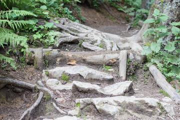 Fototapeta premium the roots of a large tree in the forest have grown above ground