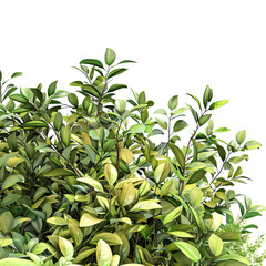 Fototapeta premium Organic Growth Pattern of a Green and Yellow Shrub Against Pure White Background