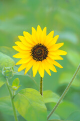 Flower Series : Sunflowers in the flower bed