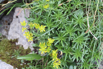 
bumblebee on small yellow flowers of a flower