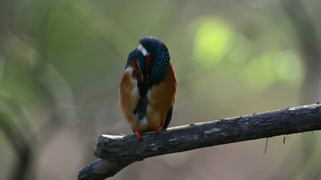 Zimorodek nad rzeczką