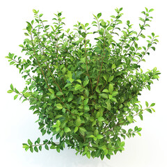 Obraz premium Intricate Close-Up of a Shrub with Varying Shades of Green Leaves