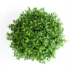 Fototapeta premium Botanical Image of a Round Shrub with Organic Leaf Texture