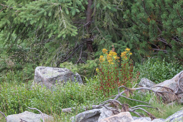 Obraz premium moss on rocks with a yellow flower between the rocks