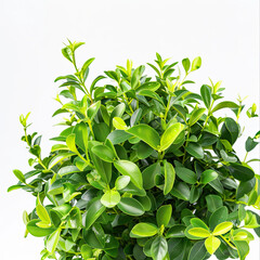 Obraz premium Vibrant Shrub with Small Round Leaves on White Background