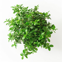 Obraz premium Detailed Green Shrub Captured from a Frontal Perspective