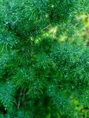 Asparagus racemosus plant in the garden