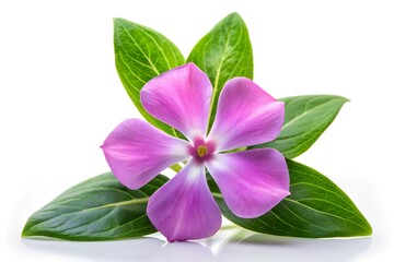 pink and green vinca flower