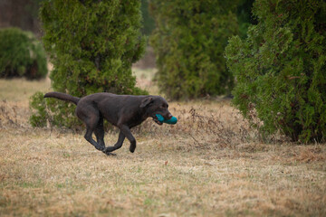 Beautiful labrador retriever carrying a green training dummy in its mouth during a competition.