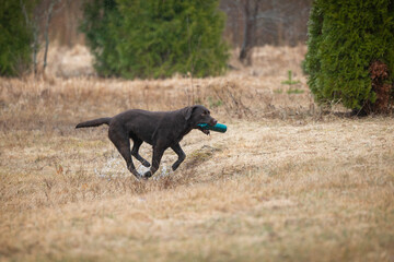 Beautiful labrador retriever carrying a green training dummy in its mouth during a competition.