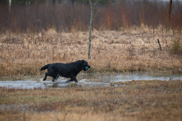 Beautiful labrador retriever carrying a green training dummy in its mouth during a competition.