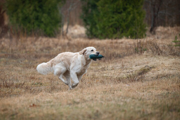 Beautiful golden retriever carrying a green training dummy in its mouth during a competition.