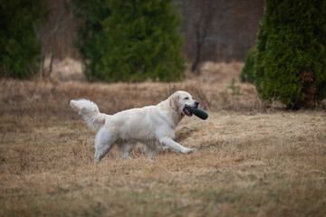 Beautiful golden retriever carrying a green training dummy in its mouth during a competition.