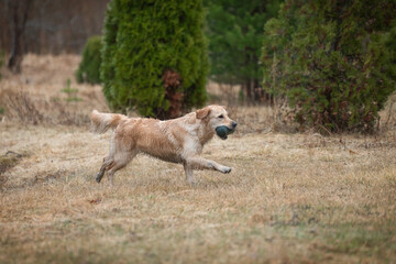Beautiful golden retriever carrying a green training dummy in its mouth during a competition.
