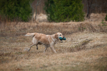 Beautiful golden retriever carrying a green training dummy in its mouth during a competition.