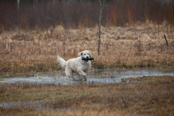 Beautiful golden retriever carrying a green training dummy in its mouth during a competition.
