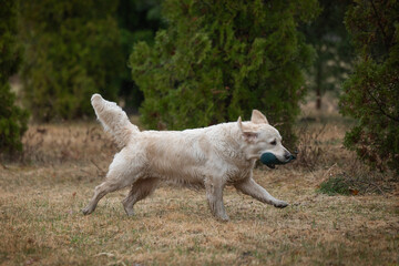 Beautiful golden retriever carrying a green training dummy in its mouth during a competition.