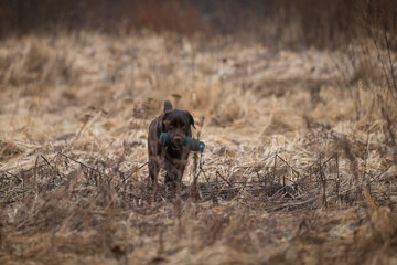 Beautiful labrador retriever carrying a green training dummy in its mouth during a competition.