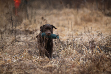 Beautiful labrador retriever carrying a green training dummy in its mouth during a competition.