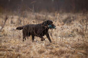Beautiful labrador retriever carrying a green training dummy in its mouth during a competition.