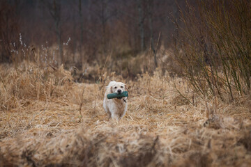 Beautiful golden retriever carrying a green training dummy in its mouth during a competition.