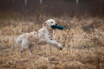 Beautiful golden retriever carrying a green training dummy in its mouth during a competition.