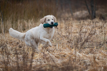 Beautiful golden retriever carrying a green training dummy in its mouth during a competition.
