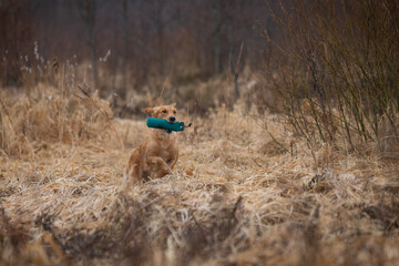 Beautiful golden retriever carrying a green training dummy in its mouth during a competition.