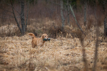 Beautiful golden retriever carrying a green training dummy in its mouth during a competition.