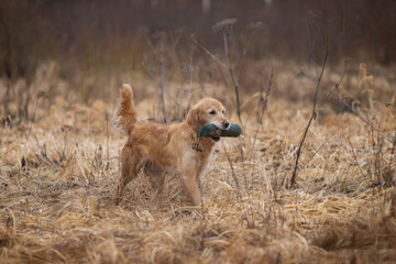 Beautiful golden retriever carrying a green training dummy in its mouth during a competition.