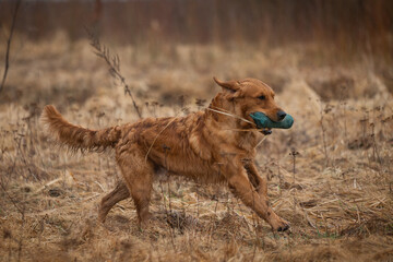 Beautiful golden retriever carrying a green training dummy in its mouth during a competition.