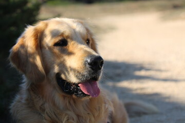 golden retriever