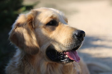 golden retriever