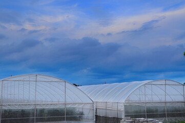 Obraz premium Melon greenhouse and area