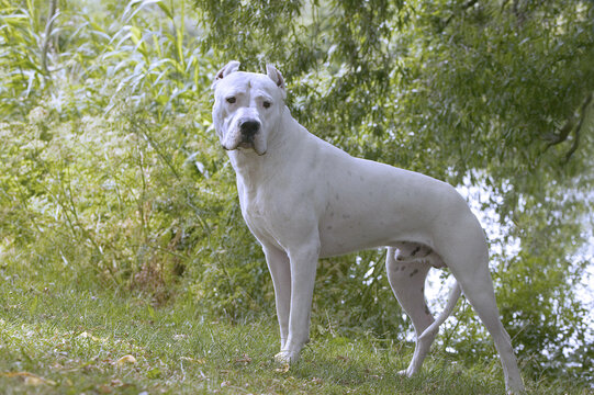 Dogue argentin