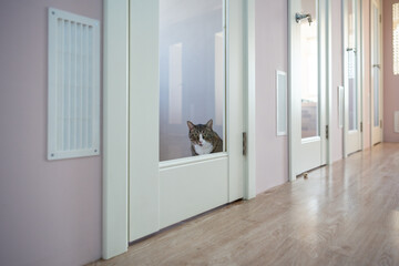 Lonely cat in boarding facility waits alone, but missing owners. Pet solitude in cat hotel, animal...