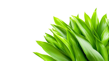 Obraz premium Vibrant Green Leaves on White Background