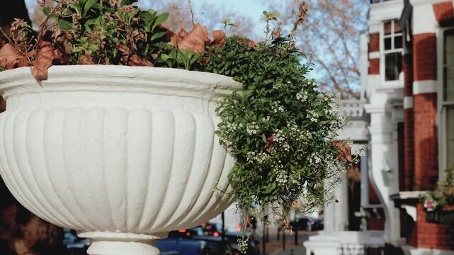 Classical White Urn Planter With Spring Foliage, English Streetscape, Victorian Red Brick Homes, Holland Park, Kensington Chelsea, West London, England, United Kingdom