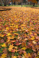 北海道札幌市手稲前田森林公園の紅葉と一面の落ち葉