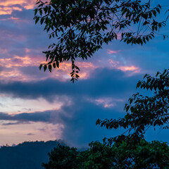 Amazon rainforest tree canopy silhouette at sunset, Yasuni national park, Ecuador, South America.