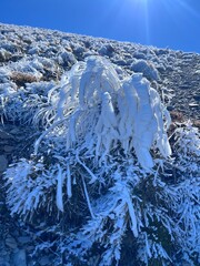 Plante gelée